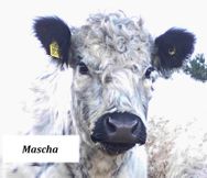199 - Mascha