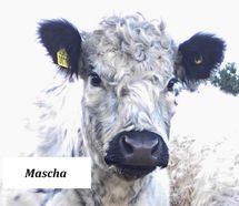 199 - Mascha