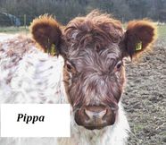 49 - Pippa